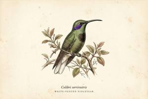 White-vented Violetear illustration