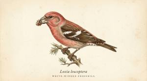White-winged Crossbill illustration