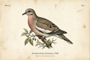 White-winged Dove illustration