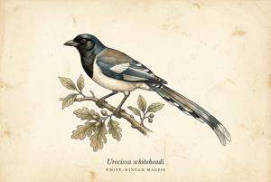 White-winged Magpie illustration