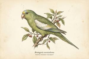 White-winged Parakeet illustration