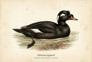 White-winged Scoter illustration