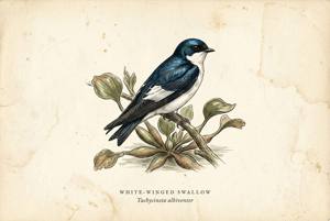 White-winged Swallow illustration