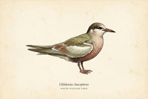White-winged Tern illustration