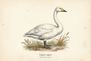 Whooper Swan illustration