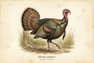Wild Turkey illustration