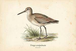 Willet illustration