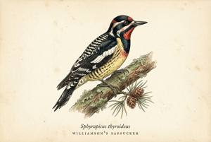 Williamson's Sapsucker illustration