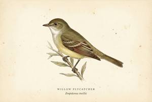 Willow Flycatcher illustration
