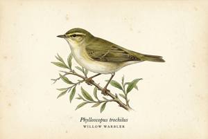 Willow Warbler illustration