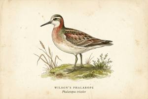 Wilson's Phalarope illustration
