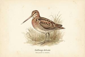 Wilson's Snipe illustration
