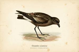 Wilson's Storm-Petrel illustration