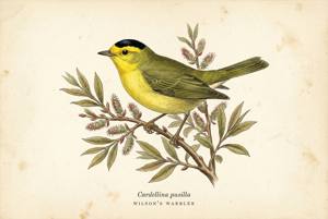 Wilson's Warbler illustration