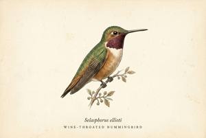 Wine-throated Hummingbird illustration