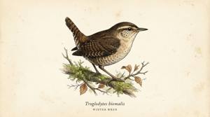 Winter Wren illustration