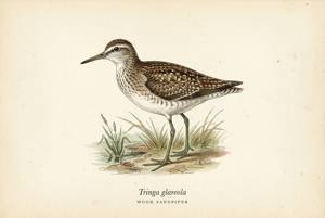 Wood Sandpiper illustration