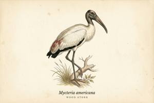 Wood Stork illustration