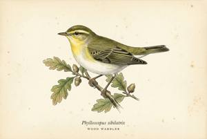 Wood Warbler illustration