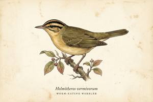 Worm-eating Warbler illustration