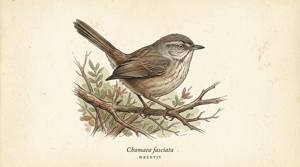 Wrentit illustration