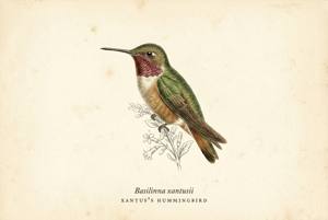 Xantus's Hummingbird illustration