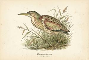 Yellow Bittern illustration