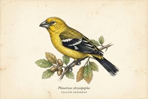 Yellow Grosbeak illustration