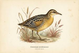 Yellow Rail illustration