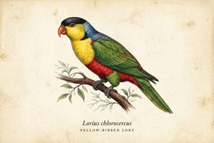 Yellow-bibbed Lory illustration