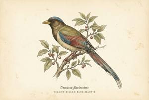 Yellow-billed Blue-Magpie illustration