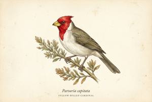 Yellow-billed Cardinal illustration