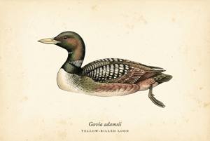 Yellow-billed Loon illustration