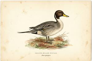 Yellow-billed Pintail illustration