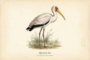 Yellow-billed Stork illustration