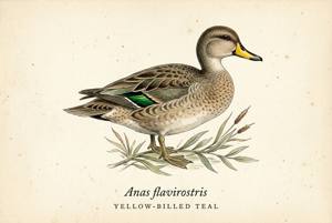 Yellow-billed Teal illustration