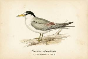 Yellow-billed Tern illustration