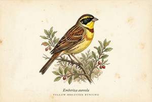 Yellow-breasted Bunting illustration