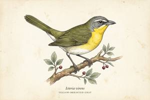 Yellow-breasted Chat illustration