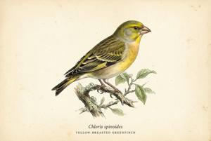 Yellow-breasted Greenfinch illustration