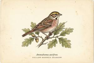Yellow-browed Sparrow illustration