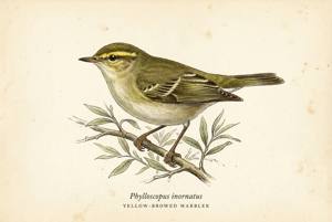 Yellow-browed Warbler illustration
