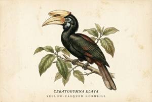 Yellow-casqued Hornbill illustration