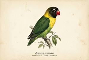 Yellow-collared Lovebird illustration