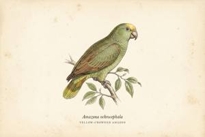 Yellow-crowned Amazon illustration