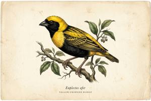 Yellow-crowned Bishop illustration