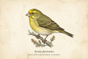 Yellow-crowned Canary illustration