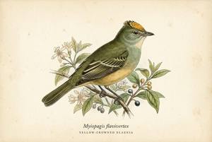 Yellow-crowned Elaenia illustration