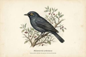 Yellow-eyed Black-Flycatcher illustration
