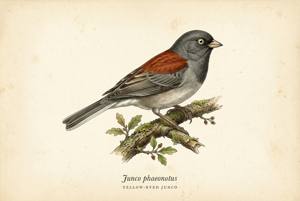 Yellow-eyed Junco illustration